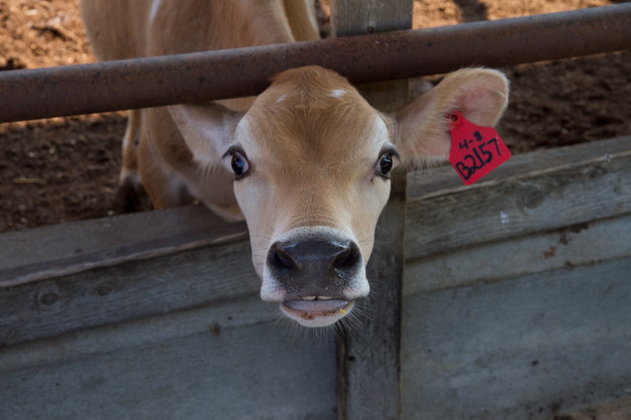 Close-up of a curious Jersey calf with a tag, peering through a fence on a farm.