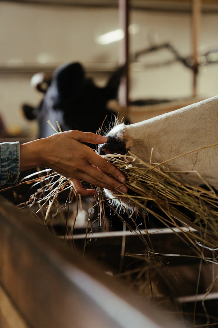 Close-up of a hand feeding hay to cows inside a barn, showcasing farm life.