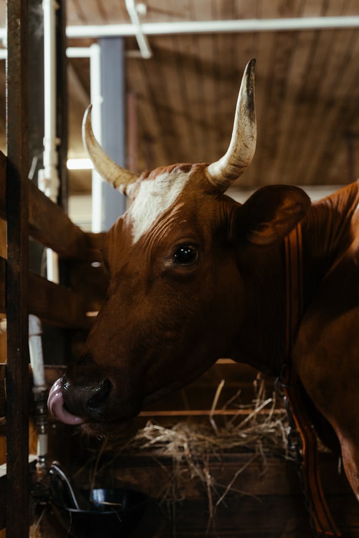Close-up of a brown horned cow licking its nose inside a rustic barn setting.